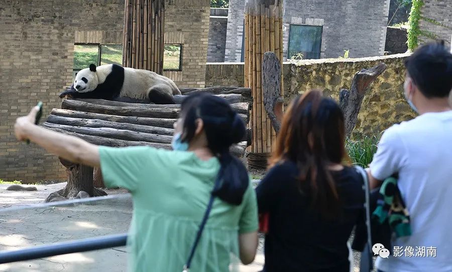 东方白鹳迁徙记，鸟中大熊猫的搬家观察