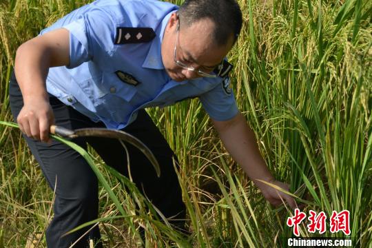 男子丢失稻谷报警遭反怼事件引发社会关注热议