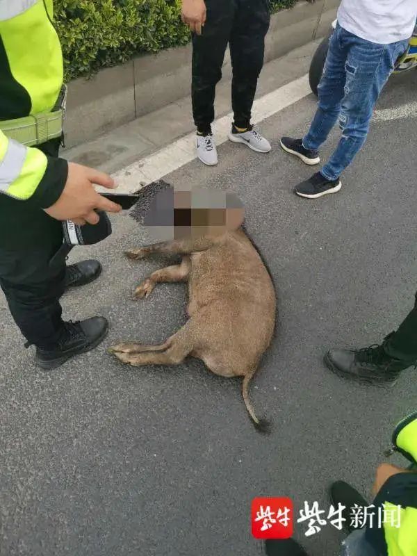 汽车撞死野猪能领赏金吗？南京回应,权威研究解释定义_顶级版76.476